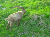 bouquetin en Vanoise
