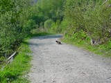 marmotte en Vanoise